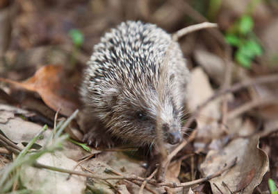 惊!野生刺猬竟成秋冬补品